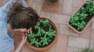 Read more about the article How to Grow Basil: Your Complete Guide to Fresh Herbs at Home