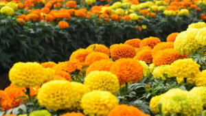 Read more about the article Growing Marigolds: A Bright Addition to Your Garden